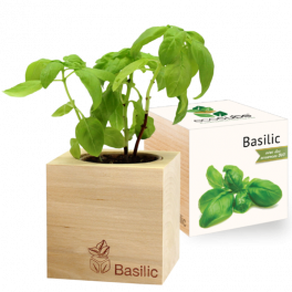 Plante à pousser : Basilic-Bio - Éco-cube